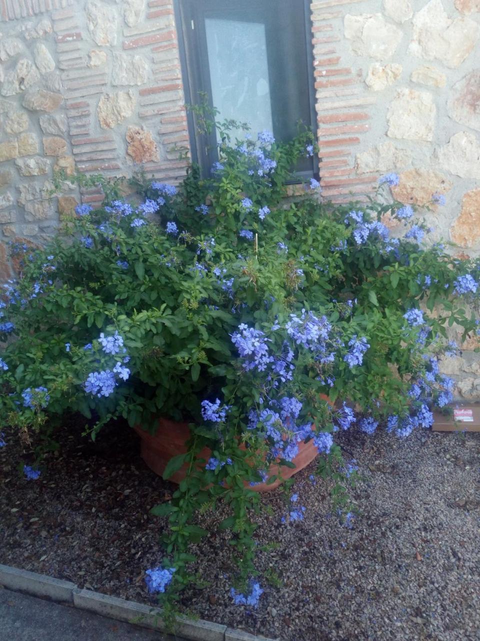 Case Cordovani Magliano in Toscana Eksteriør bilde